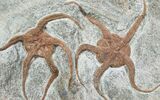Double Ophiura Brittle Star Fossil - Morocco #4079-1